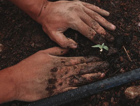Czarnoziem - żyzne podłoże ogrodowe dla przepięknych roślin Czarnoziem - żyzne podłoże ogrodowe dla przepięknych roślin