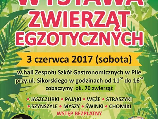 Jaszczurki, pająki i węże w murach pilskiej szkoły 