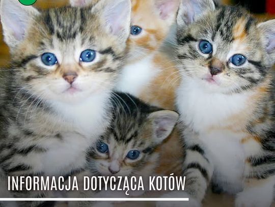 Na ratunek kotom!