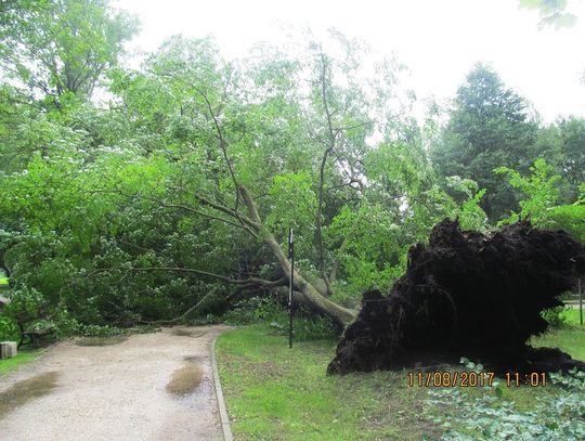 Pilski park miejski zamknięty do odwołania 