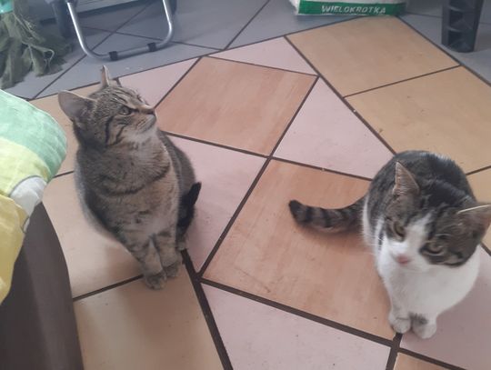 Pomóż kotom z ROD Zalesie