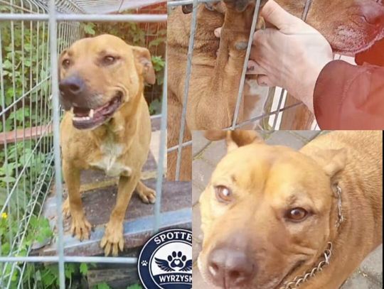 Pies po śmierci właściciela potrzebuje domu