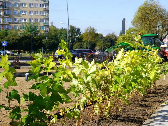 W Pile powstaje skwer miododajny