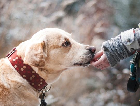 „Wielkopolski Przyjaciel Zwierząt”