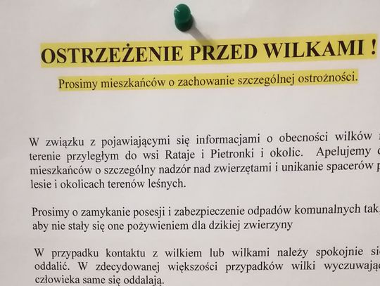 Wilki wychodzą z lasu…