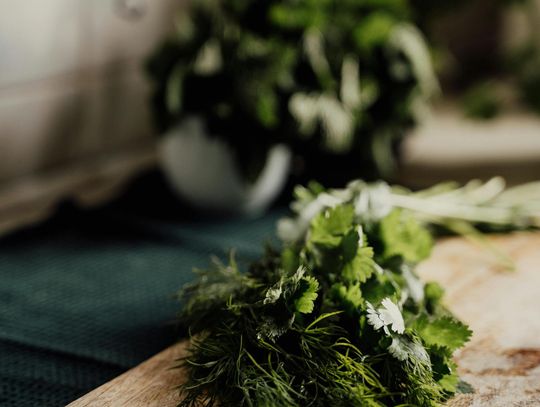 Zioła na boreliozę – naturalne wsparcie przy chorobie przenoszonej przez kleszcze