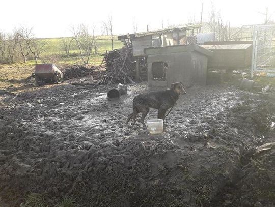 Życie pieska nie jest już zagrożone