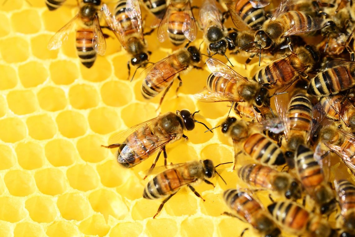 Dwa miliony na pszczoły