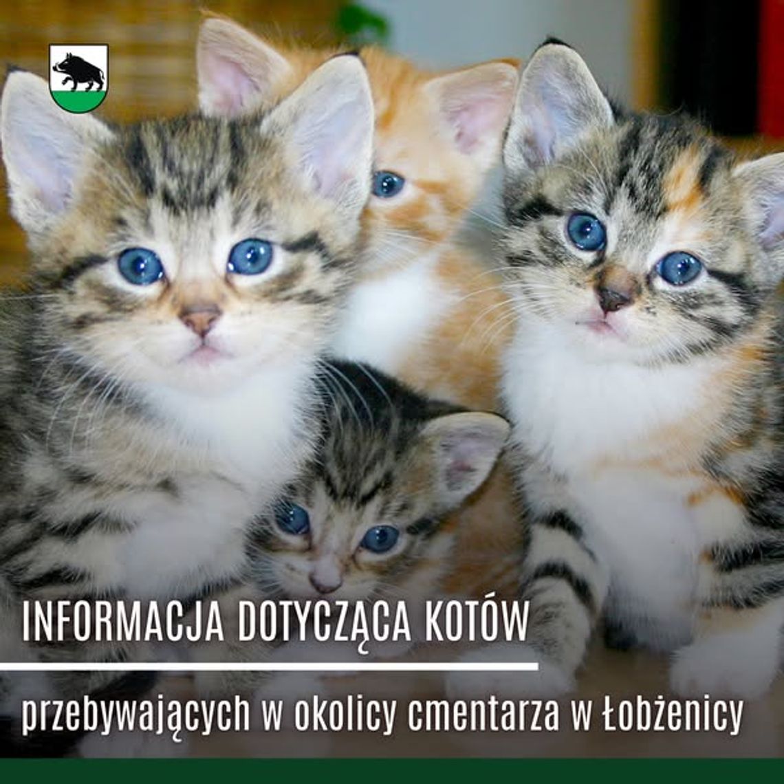 Na ratunek kotom!