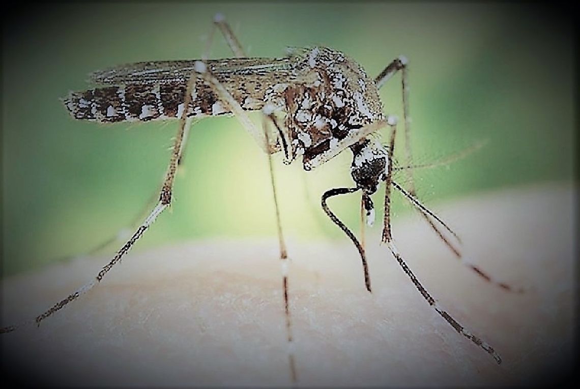 Pilska walka z komarami