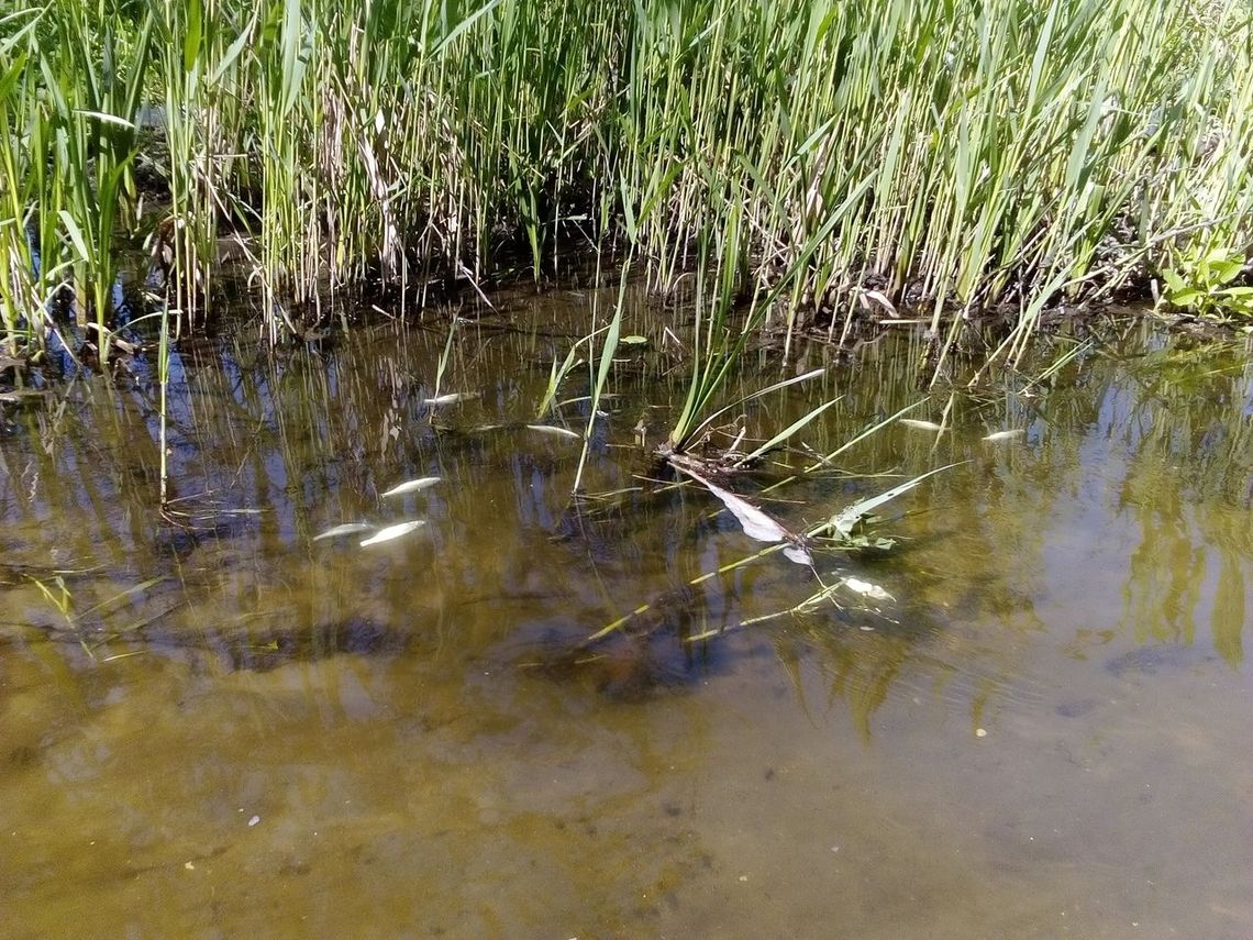 Śnięte ryby w rzece Bolemka