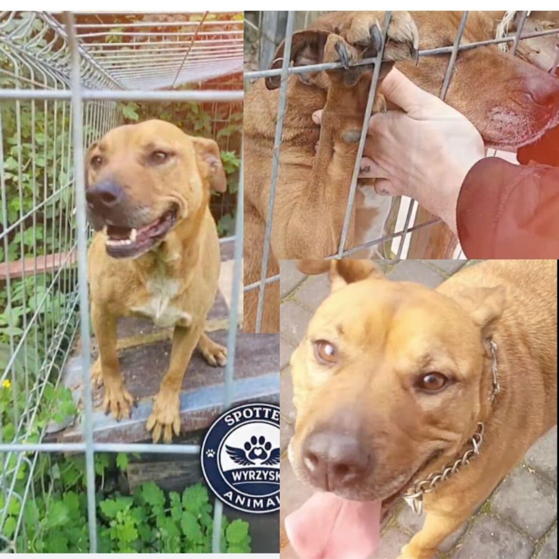 Pies po śmierci właściciela potrzebuje domu