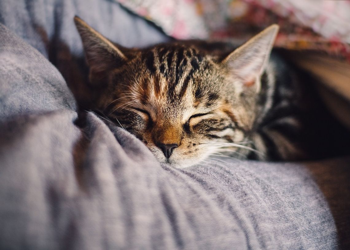 Tajemnicza choroba zabija koty. Czy w naszym rejonie mamy powody do niepokoju?