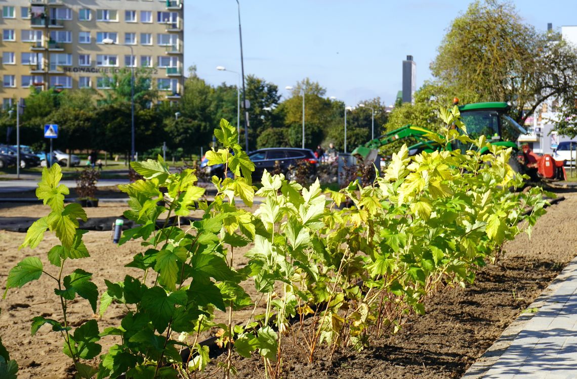 W Pile powstaje skwer miododajny